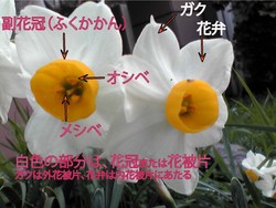 Narcissus 03a.jpg